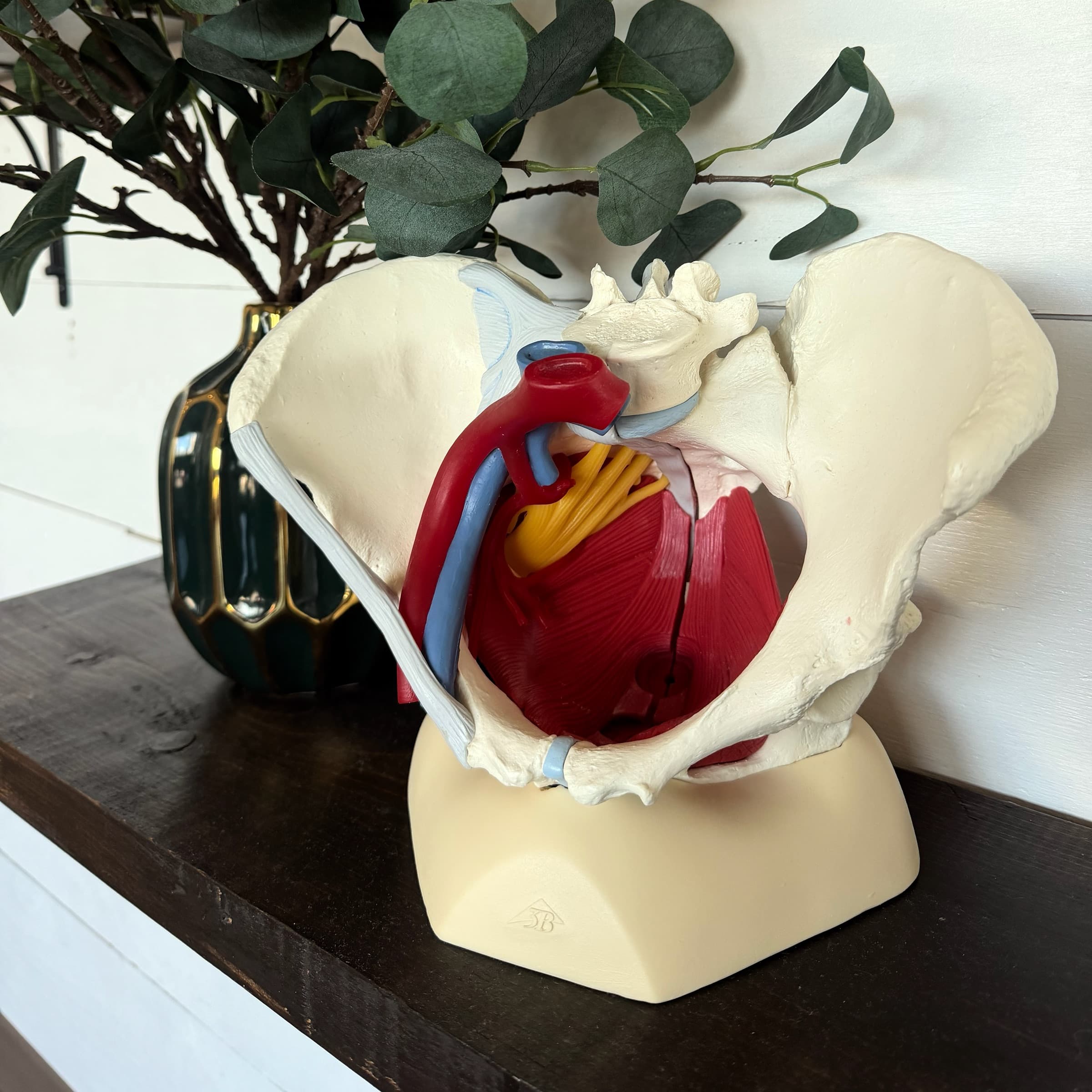 Pelvic Floor Physiotherapy